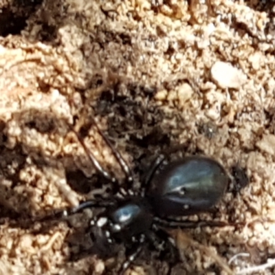 Storosa obscura (Dark Storosa) at Tidbinbilla Nature Reserve - 26 Apr 2021 by tpreston