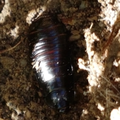 Panesthia australis (Common wood cockroach) at Paddys River, ACT - 26 Apr 2021 by tpreston