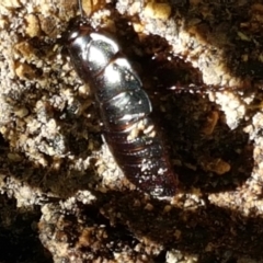 Panesthia australis at Paddys River, ACT - 26 Apr 2021