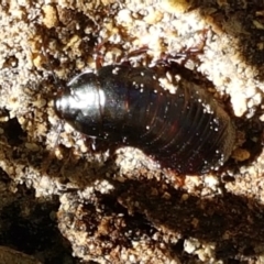 Panesthia australis at Paddys River, ACT - 26 Apr 2021