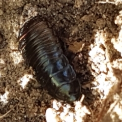 Panesthia australis at Paddys River, ACT - 26 Apr 2021