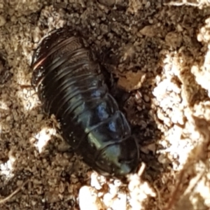 Panesthia australis at Paddys River, ACT - 26 Apr 2021 11:34 AM