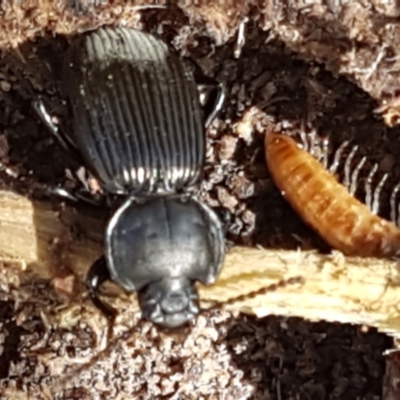 Cardiothorax monarensis (Darkling beetle) at Tharwa, ACT - 26 Apr 2021 by trevorpreston