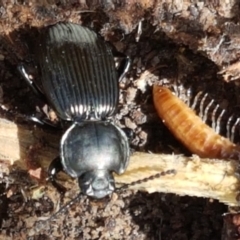 Cardiothorax monarensis at Tharwa, ACT - 26 Apr 2021 11:36 AM