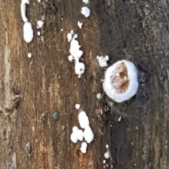 Xylobolus illudens at Paddys River, ACT - 26 Apr 2021