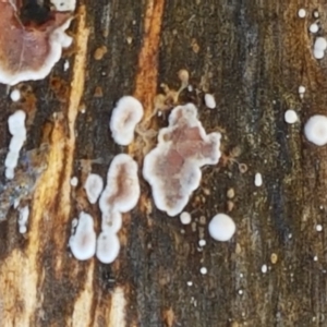 Xylobolus illudens at Paddys River, ACT - 26 Apr 2021