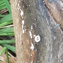 Xylobolus illudens at Paddys River, ACT - 26 Apr 2021