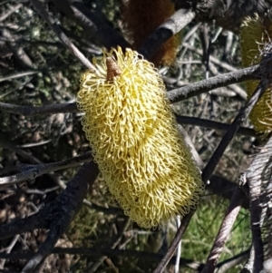 Banksia marginata at Paddys River, ACT - 26 Apr 2021