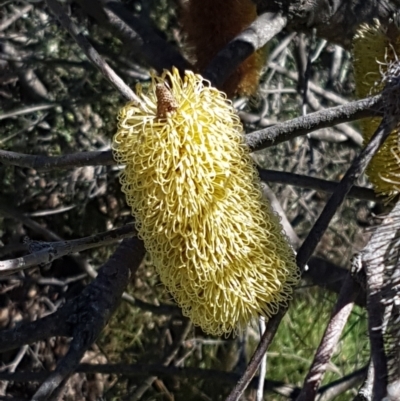 Banksia marginata (Silver Banksia) at Paddys River, ACT - 26 Apr 2021 by trevorpreston