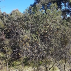 Banksia marginata at Paddys River, ACT - 26 Apr 2021