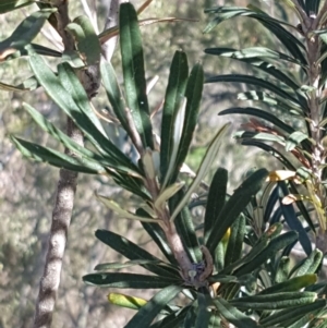 Banksia marginata at Paddys River, ACT - 26 Apr 2021 11:46 AM