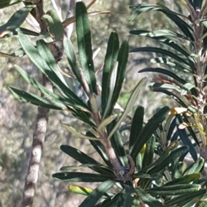 Banksia marginata at Paddys River, ACT - 26 Apr 2021