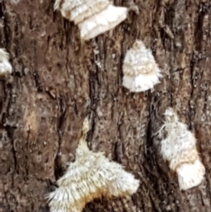 Stereum sp. at Paddys River, ACT - 26 Apr 2021