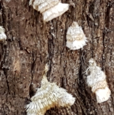 Stereum sp. at Paddys River, ACT - 26 Apr 2021 by trevorpreston