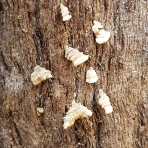 Stereum sp. at Paddys River, ACT - 26 Apr 2021