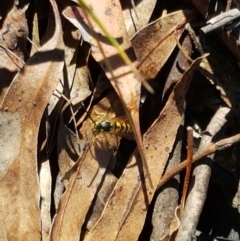 Vespula germanica (European Wasp, German Yellowjacket Wasp) at Paddys River, ACT - 26 Apr 2021 by trevorpreston