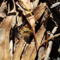 Vespula germanica (European wasp) at Tidbinbilla Nature Reserve - 26 Apr 2021 by tpreston