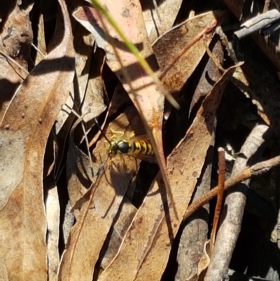 Vespula germanica (European wasp) at Tidbinbilla Nature Reserve - 26 Apr 2021 by tpreston
