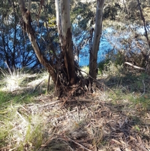 Vespula germanica at Paddys River, ACT - 26 Apr 2021