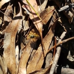 Vespula germanica at Paddys River, ACT - 26 Apr 2021