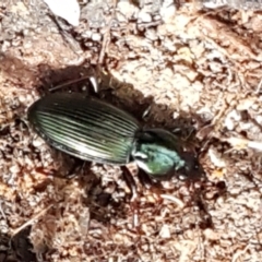 Notonomus sp. (genus) (Carab beetle) at Paddys River, ACT - 26 Apr 2021 by trevorpreston