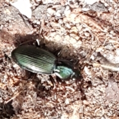 Notonomus sp. (genus) at Paddys River, ACT - 26 Apr 2021