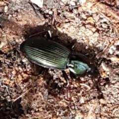 Notonomus sp. (genus) at Paddys River, ACT - 26 Apr 2021 12:21 PM