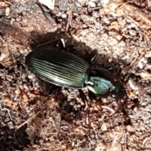 Notonomus sp. (genus) at Paddys River, ACT - 26 Apr 2021