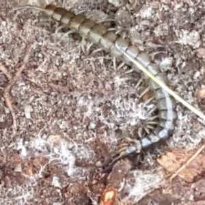 Scolopendromorpha (order) at Paddys River, ACT - 26 Apr 2021