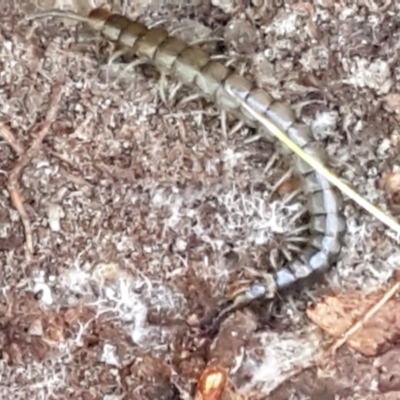Scolopendromorpha (order) (A centipede) at Paddys River, ACT - 26 Apr 2021 by trevorpreston