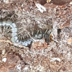 Scolopendromorpha (order) at Paddys River, ACT - 26 Apr 2021