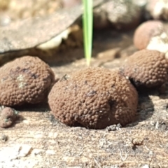 Hypoxylon sp. at Paddys River, ACT - 26 Apr 2021 by trevorpreston