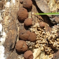 Hypoxylon sp. at Paddys River, ACT - 26 Apr 2021