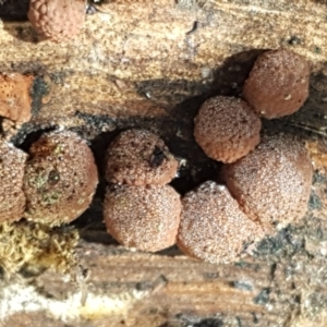 Hypoxylon sp. at Paddys River, ACT - 26 Apr 2021