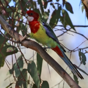 Platycercus eximius at Symonston, ACT - 26 Apr 2021 12:54 PM