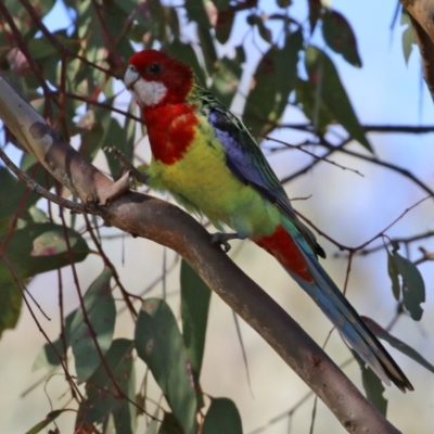 Platycercus eximius (Eastern Rosella) at Callum Brae - 26 Apr 2021 by RodDeb