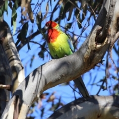 Platycercus eximius at Symonston, ACT - 26 Apr 2021 12:54 PM