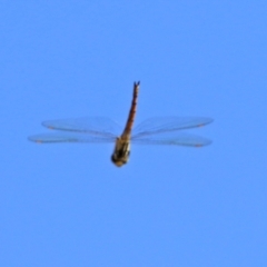 Hemicordulia tau (Tau Emerald) at Symonston, ACT - 26 Apr 2021 by RodDeb