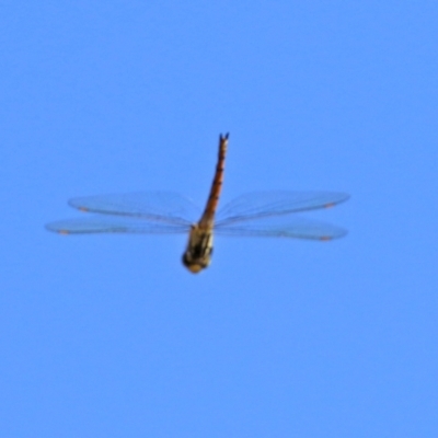 Hemicordulia tau (Tau Emerald) at Callum Brae - 26 Apr 2021 by RodDeb