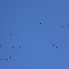 Corvus mellori (Little Raven) at Callum Brae - 26 Apr 2021 by RodDeb