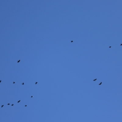 Corvus mellori (Little Raven) at Symonston, ACT - 26 Apr 2021 by RodDeb