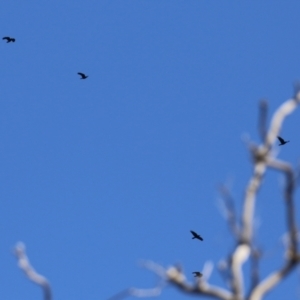 Corvus mellori at Symonston, ACT - 26 Apr 2021 12:57 PM