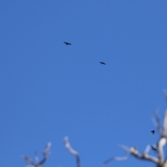 Corvus mellori at Symonston, ACT - 26 Apr 2021