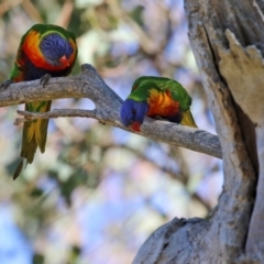 Trichoglossus moluccanus (Rainbow Lorikeet) at Symonston, ACT - 26 Apr 2021 by RodDeb