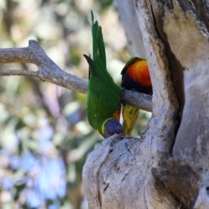 Trichoglossus moluccanus at Symonston, ACT - 26 Apr 2021