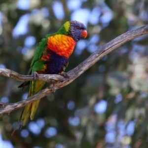 Trichoglossus moluccanus at Symonston, ACT - 26 Apr 2021