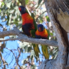 Trichoglossus moluccanus at Symonston, ACT - 26 Apr 2021