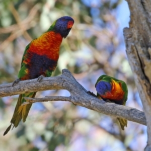 Trichoglossus moluccanus at Symonston, ACT - 26 Apr 2021