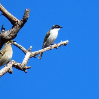 Melithreptus lunatus (White-naped Honeyeater) at Callum Brae - 26 Apr 2021 by RodDeb