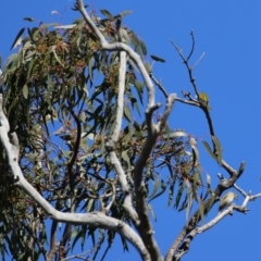 Melithreptus lunatus at Symonston, ACT - 26 Apr 2021
